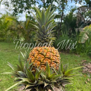 3 Pineapple Plant Shoots, Ananas comosus, Easy Grow Sweet Variety (4-5 inches)