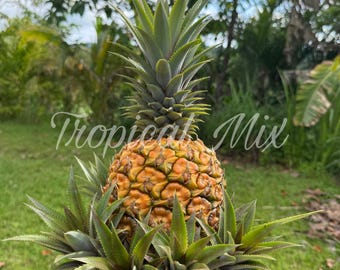 3 Pineapple Plant Shoots, Ananas comosus, Easy Grow Sweet Variety (4-5 inches)