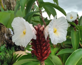 1 Plant Costus Malay Ginger, 5" tall, Costus Speciosus, Exotic, Crepe Ginger, Tropical, Spiral Plant, Indoor/Outdoor White Flowers Tropical