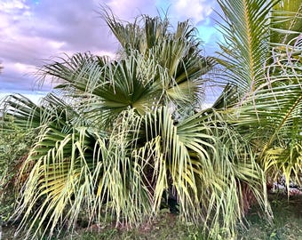 1 Live Fan Palm Tree Seedling – Puerto Rican Native, Caribbean Beauty