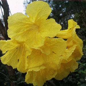 20x Yellow Oak Seeds/ YellowTrumpet tree/ Tabebuia Aurea / Roble Amarillo . Fast Growing Seed, Flower Tree Seeds, Beautiful yellow flower image 4