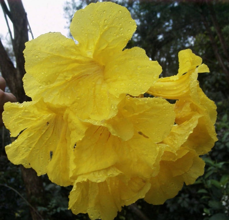 20x Yellow Oak Seeds/ YellowTrumpet tree/ Tabebuia Aurea / Roble Amarillo . Fast Growing Seed, Flower Tree Seeds, Beautiful yellow flower image 4