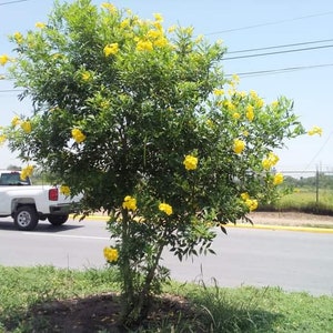 100x Seeds Yellow Tecoma Stans/Trumpet Bush, Spectacular Floral Displays, Beautiful Yellow Trumpet Shaped, Elegance, Indoor/Outdoor. image 7