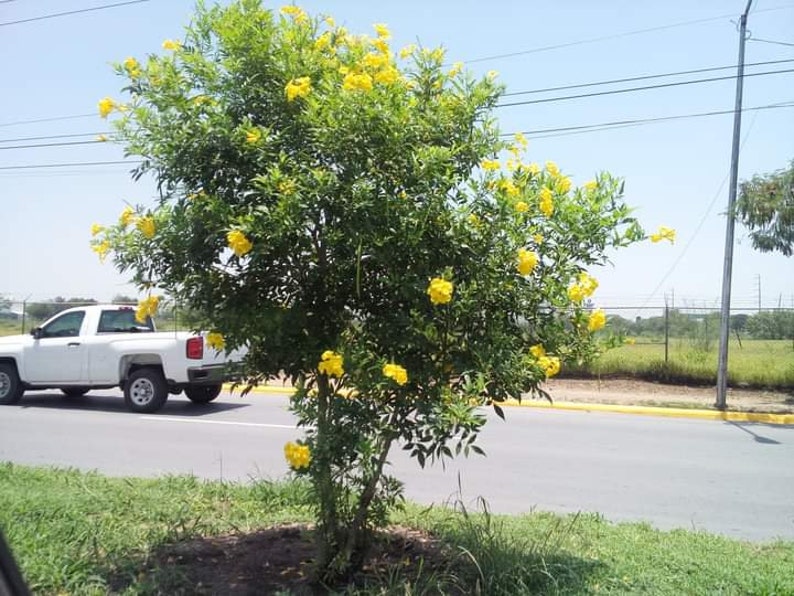 100x Seeds Yellow Tecoma Stans/Trumpet Bush, Spectacular Floral Displays, Beautiful Yellow Trumpet Shaped, Elegance, Indoor/Outdoor. image 7