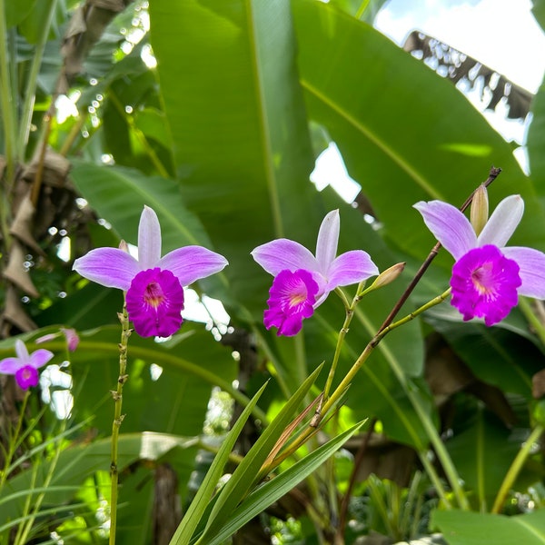 1 Bamboo Orchid Plant, 5" Tall, Charming and Unique Flowers, Easy to Grow, Orchid Enthusiasts, Popular Choice, Beautiful, Indoor-Outdoor !