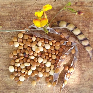 25x Seeds White Pigeon Peas Cajanus cajan, Gandules seeds, FREE Shipping, Easy fast growing seeds, Grow your own image 6