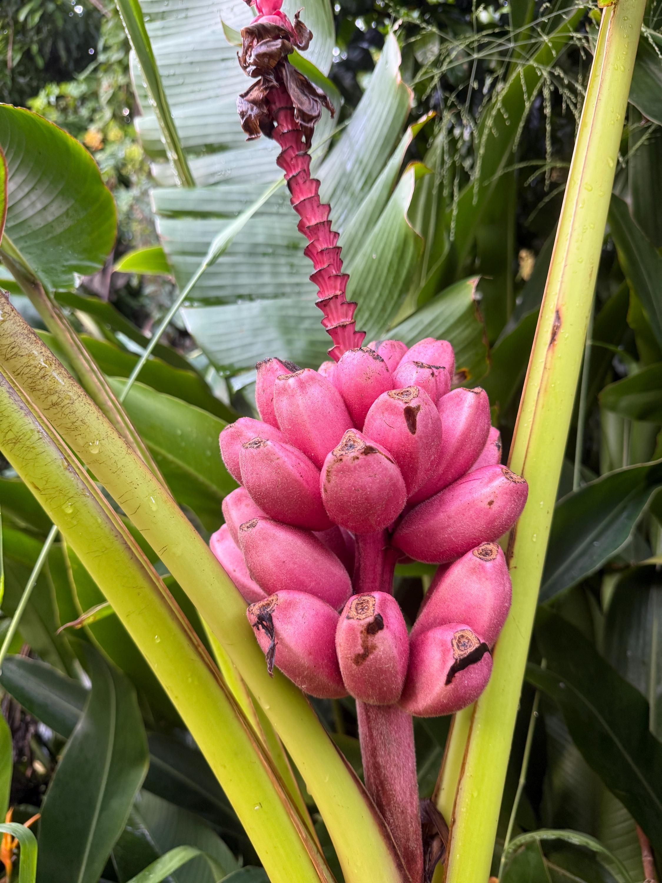 Pink Banana 20 Seeds: Dwarf Ornamental Edible Banana Plant, Musa