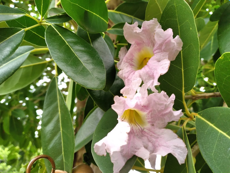 20x Pink Oak Tree Seeds/Tabebuia rosea Fresh seeds, A beautiful tree for its bright pink flowers. image 9