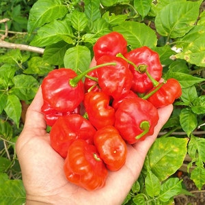 50x Sweet Pepper Seeds, Aji Dulce, Capsicum Chinense, Tasty pepper, Cap-Shaped Pepper, Perfect for Cooking, Good for making &quot;Sofrito&quot;,