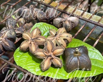 5 Sacha Inchi Seeds: Inca Peanut, 100% Natural