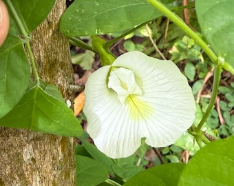 White Butterfly Pea 10 seeds,  Clitoria Ternatea Alba, Vine, Apajarita