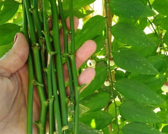 5 Katuk Fresh Cuttings -7 Inches, Star Gooseberry, Sweet Leaf, Asian Asparagus, Easy to Grow, Superfood, 100% Natural,  Free Shipping !