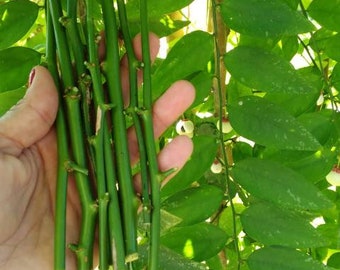 5 Katuk Fresh Cuttings -7 Inches, Star Gooseberry, Sweet Leaf, Asian Asparagus,Easy to Grow, Very productive plant, Edible, FREE Shipping !