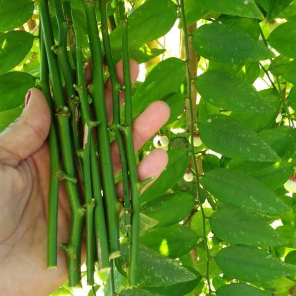 5 Katuk Fresh Cuttings -7 Inches, Star Gooseberry, Sweet Leaf, Asian Asparagus,Easy to Grow, Very productive plant, Edible, FREE Shipping !