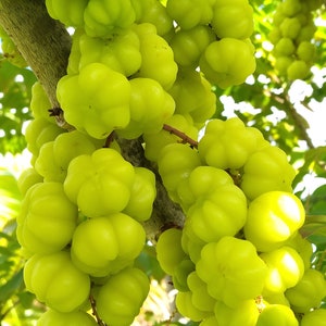 10 Grosella Seeds, Star Gooseberry, Phillanthus acidus, Exotic, Beautiful, 100% Natural, Very Productive Tree, Crispy, Juicy and Sour !