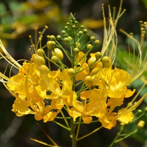 10x Yellow Flamboyan Seeds: Rare Peacock Flower, Exotic Bird of Paradise Tree