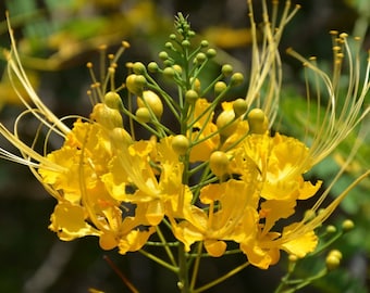 Yellow Peacock, 10 Seeds, Smurf Flamboyan, Exotic Bird of Paradise Tree