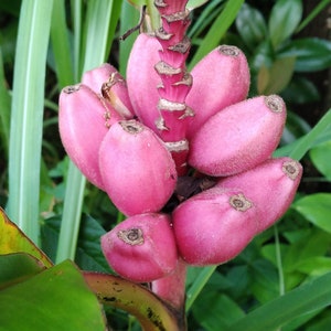 20x Seeds Pink Bananas Dwarf, Rare and Exotic, Edible, Beautiful Ornamental Banana, Can be grow Indoors and Outdoors !