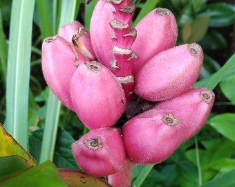 20x Seeds Pink Bananas Dwarf, Rare and Exotic, Edible, Beautiful Ornamental Banana, Can be grow Indoors and Outdoors !
