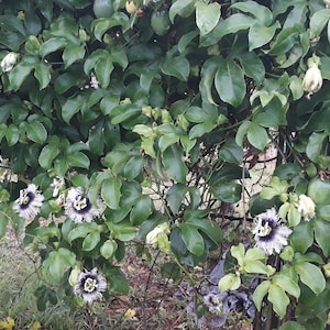 K&ouml;nnte beinhalten: Eine Nahaufnahme einer Passionsfrucht-Rebe mit gr&uuml;nen Bl&auml;ttern und wei&szlig;en Bl&uuml;ten mit violetten Zentren. Die Rebe w&auml;chst an einem Holzpfosten empor und hat mehrere gr&uuml;ne Passionsfr&uuml;chte, die daran wachsen.