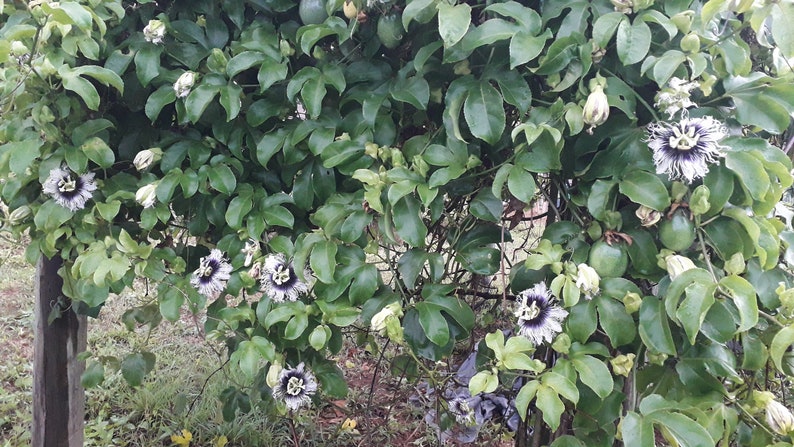 K&ouml;nnte beinhalten: Eine Nahaufnahme einer Passionsfrucht-Rebe mit gr&uuml;nen Bl&auml;ttern und wei&szlig;en Bl&uuml;ten mit violetten Zentren. Die Rebe w&auml;chst an einem Holzpfosten empor und hat mehrere gr&uuml;ne Passionsfr&uuml;chte, die daran wachsen.