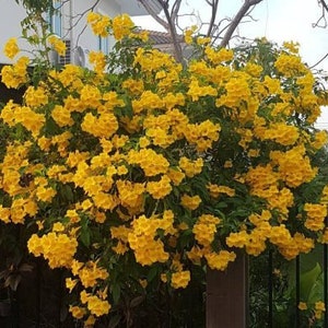 100x Seeds Yellow Tecoma Stans/Trumpet Bush, Spectacular Floral Displays, Beautiful Yellow Trumpet Shaped, Elegance, Indoor/Outdoor. image 8