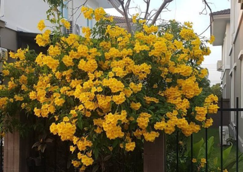 100x Seeds Yellow Tecoma Stans/Trumpet Bush, Spectacular Floral Displays, Beautiful Yellow Trumpet Shaped, Elegance, Indoor/Outdoor. image 8