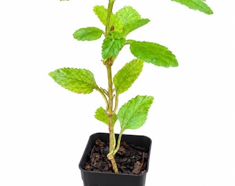 Sweet Aztec Live 1 Plant, Well Rooted, Herb, Lippia Dulcis,  Yerba Dulce