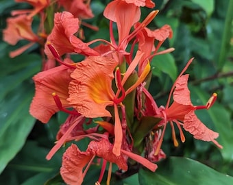 1 Red Butterfly Greenii Plant - Hedychium Greenii, Exotic and Tropical, 5” tall
