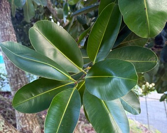 Tamanu, 10 Leaves, Organic, Calophyllum Inophyllum, Traditional Botanical Bath Herbs