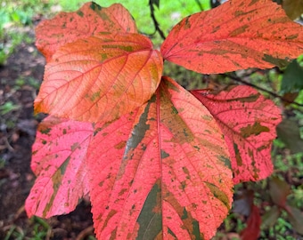 Copperleaf, 5 Cuttings, 7 Inches,  Acalypha Wilkesiana, Rare Colorful Tropical Plant, Easy to grow !