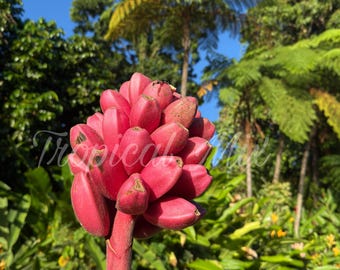 Pink Banana 20 Seeds: Dwarf Ornamental Edible Banana Plant, Musa Velutina
