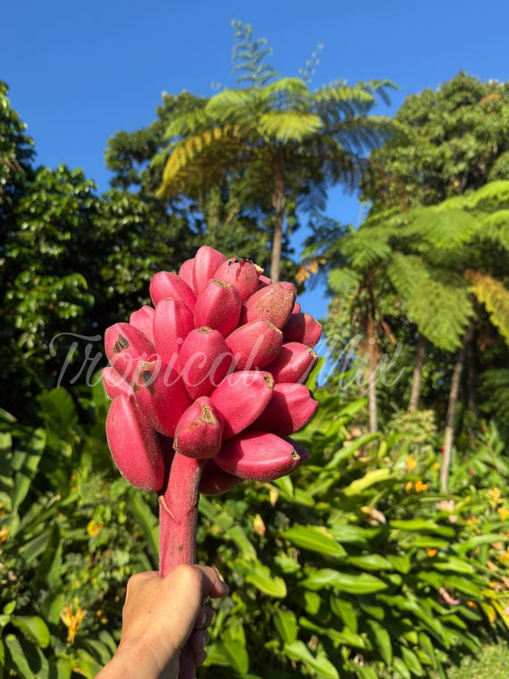 Pink Banana 20 Seeds: Dwarf Ornamental Edible Banana Plant, Musa