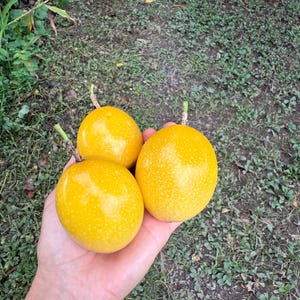 Yellow Passion Fruit 20 Seeds Passiflora Maracuya, 100% Natural Bild 2