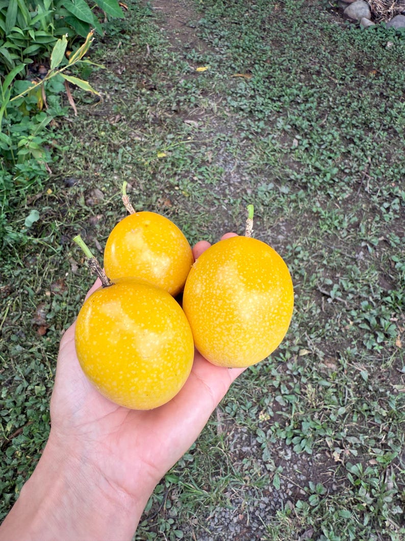 Yellow Passion Fruit 20 Seeds Passiflora Maracuya, 100% Natural Bild 2