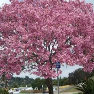 20x Pink Oak Tree Seeds/Tabebuia rosea Fresh seeds, A beautiful tree for its bright pink flowers. image 6