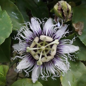 K&ouml;nnte beinhalten: Eine wei&szlig;e Passionsblume mit einer violetten Mitte und wei&szlig;en Filamenten. Die Blume bl&uuml;ht und hat einen gr&uuml;nen Hintergrund.