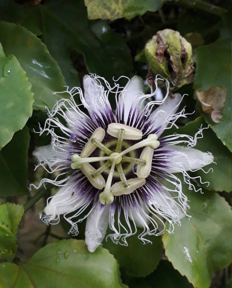K&ouml;nnte beinhalten: Eine wei&szlig;e Passionsblume mit einer violetten Mitte und wei&szlig;en Filamenten. Die Blume bl&uuml;ht und hat einen gr&uuml;nen Hintergrund.