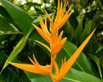 Golden Torch Heliconia, 2 Rhizomes, Heliconia psittacorum, Tropical Flower Plant, Caribbean Grown