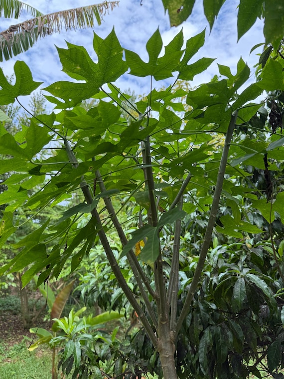 best fertiliser for indoor plants Indoor Plant Fertilizer - Best Fertilizer for Plants