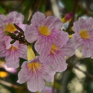 20x Pink Oak Tree Seeds/Tabebuia rosea Fresh seeds, A beautiful tree for its bright pink flowers. image 7