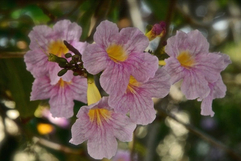 20x Pink Oak Tree Seeds/Tabebuia rosea Fresh seeds, A beautiful tree for its bright pink flowers. image 7