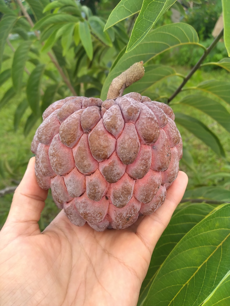 10 Red Custard Apple Seeds Rare Exotic and Delicious Etsy