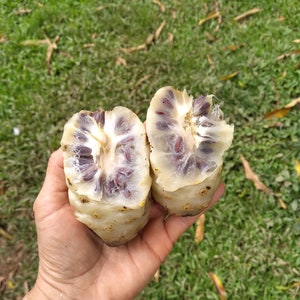 May include: Two halves of a white noni fruit with dark purple seeds are held in a hand. The fruit is cut in half lengthwise, revealing the seeds inside.