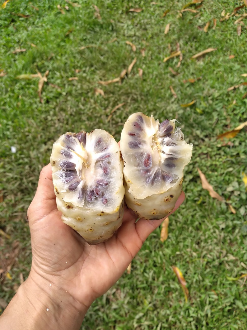 May include: Two halves of a white noni fruit with dark purple seeds are held in a hand. The fruit is cut in half lengthwise, revealing the seeds inside.
