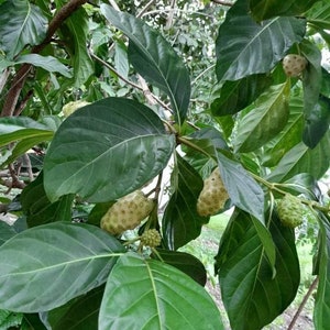 May include: Close-up of a green leafy plant with several small, round, light green fruits growing on the branches. The fruits are clustered together and have a slightly bumpy texture.