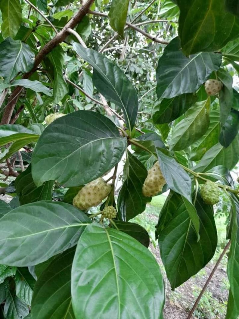May include: Close-up of a green leafy plant with several small, round, light green fruits growing on the branches. The fruits are clustered together and have a slightly bumpy texture.