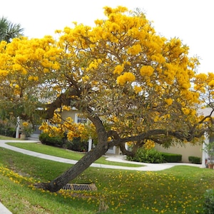 20x Yellow Oak Seeds/ YellowTrumpet tree/ Tabebuia Aurea / Roble Amarillo . Fast Growing Seed, Flower Tree Seeds, Beautiful yellow flower image 1