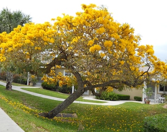 20x Yellow Oak Seeds/ YellowTrumpet tree/ Tabebuia Aurea / Roble Amarillo . Fast Growing Seed, Flower Tree Seeds, Beautiful yellow flower !