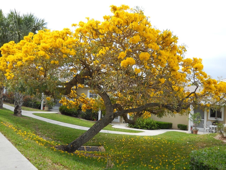 20x Yellow Oak Seeds/ YellowTrumpet tree/ Tabebuia Aurea / Roble Amarillo . Fast Growing Seed, Flower Tree Seeds, Beautiful yellow flower image 1